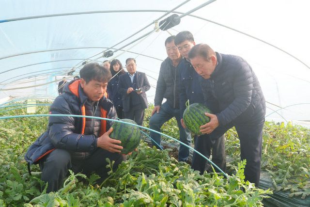 조근제 함안군수, 겨울수박 출하 현장 방문