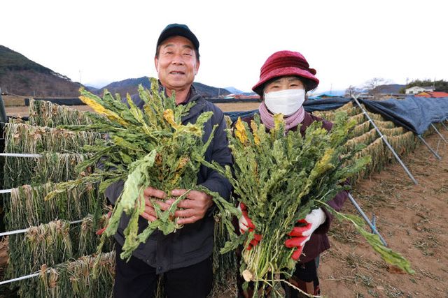 산청 단성면 시래기 수확 (1)