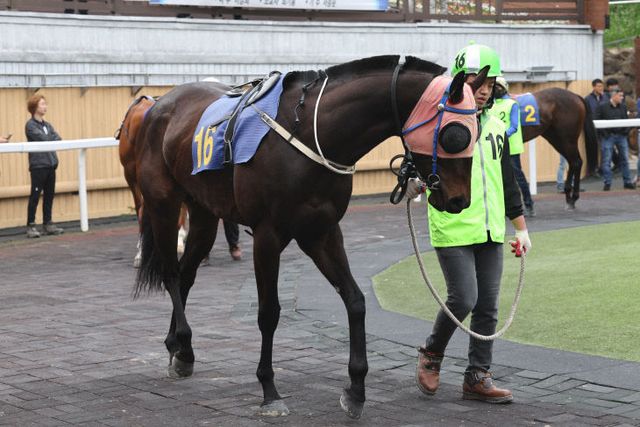 한국막사회, 루나Stakes 출전하는 글로벌태양