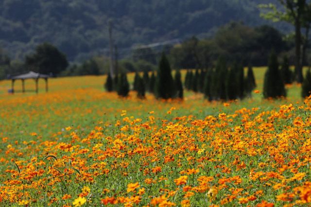 1-2. 곡성군, 동화정원 가을 꽃 음악회 개최