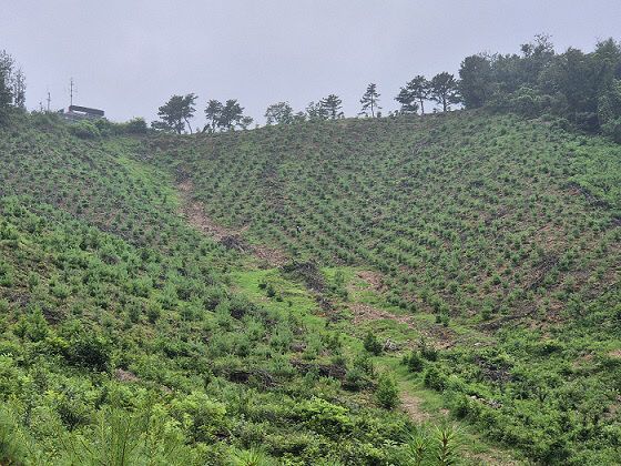 _조림지 가꾸기 완료 사진