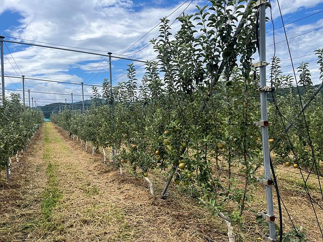 산청군 과수 미래형 다축수형 과원 조성 모습 (1)