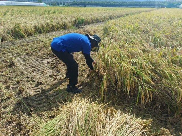 10.17(김해시 2025년산 공공비축미매1