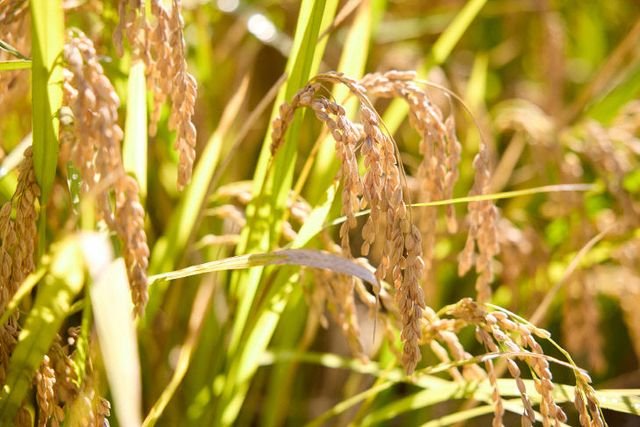 251017_[포토] “익어가는 벼, 가을이 물든 양주시 들녘” (4)
