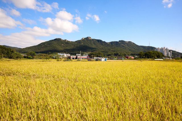 251017_[포토] “익어가는 벼, 가을이 물든 양주시 들녘” (2)