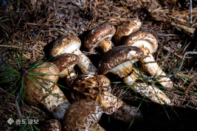 4_영덕군 2025년 영덕 송이장터 ‘10월 2일’ 개장