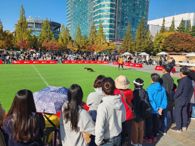 3. 고양시, ‘2025 고양 동물교감치유 문화제’ 개최 (2)