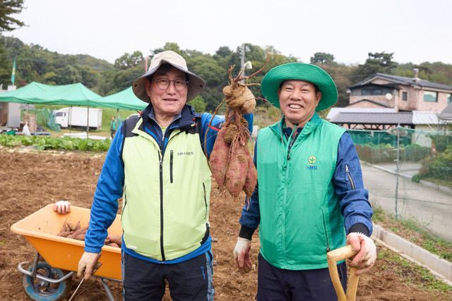 [포토] “양주시 장흥면, 구슬땀으로 거둔 고구마 풍년”