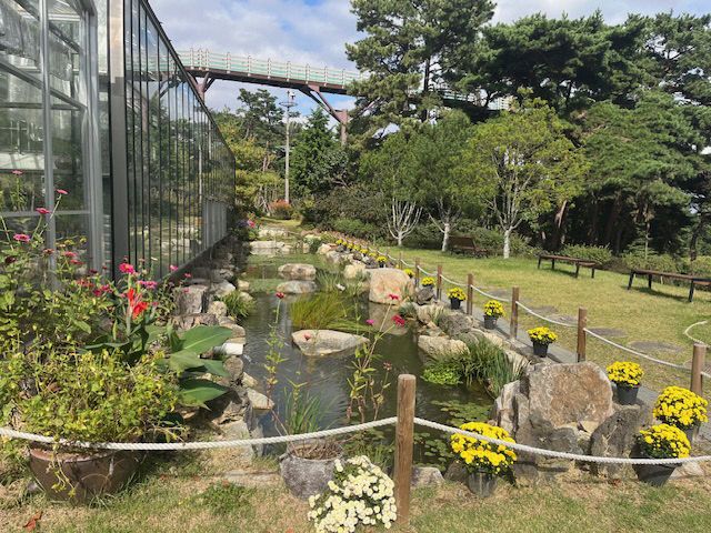 3.봉수산수목원 내 국화꽃 만개 모습 (3)