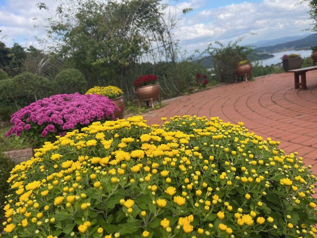 3.봉수산수목원 내 국화꽃 만개 모습 (1)