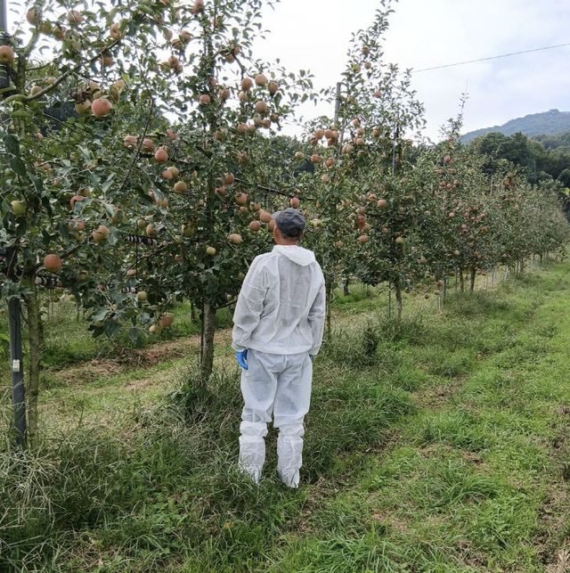 3.사과원 화상병 예찰 모습