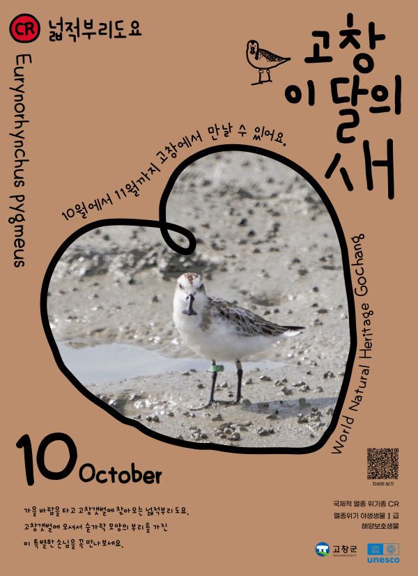 고창갯벌 10월 이달의 새_넓적부리도요