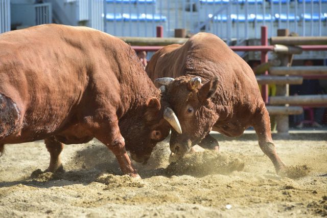 진주시,‘제129회 진주 전국민속소힘겨루기대회’개최