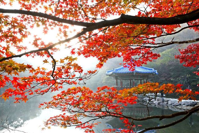 1107 가을 명소 정읍 내장산, 고운 단풍 빛깔