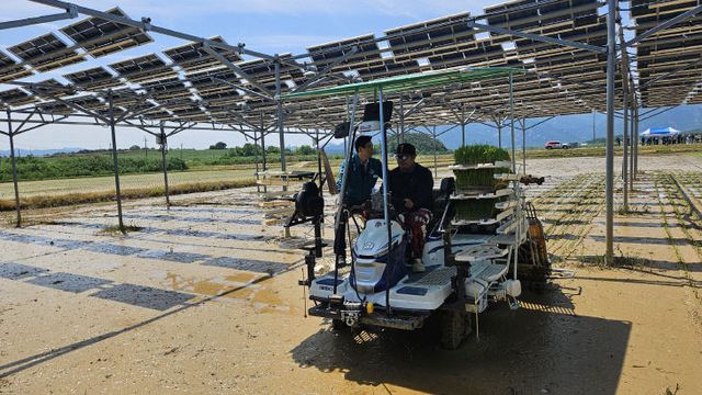 영암군 영농형 태양광 실증 논 벼이양작업