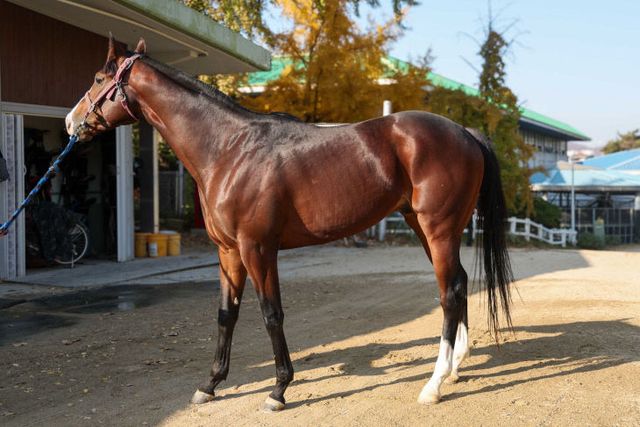 한국마사회 마이엠파이어