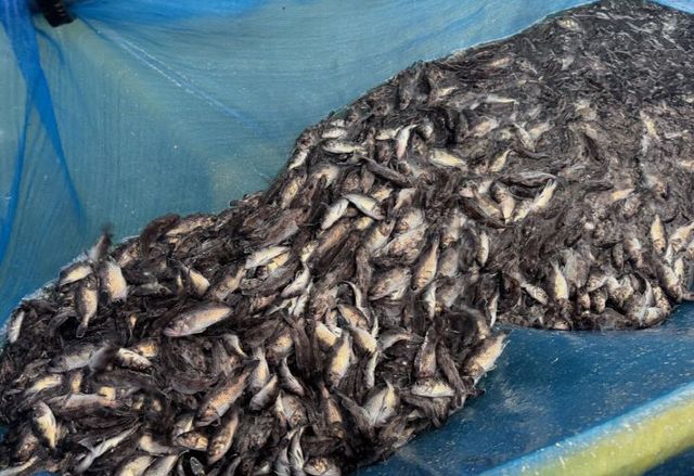 61만 마리 추가 방류(1)