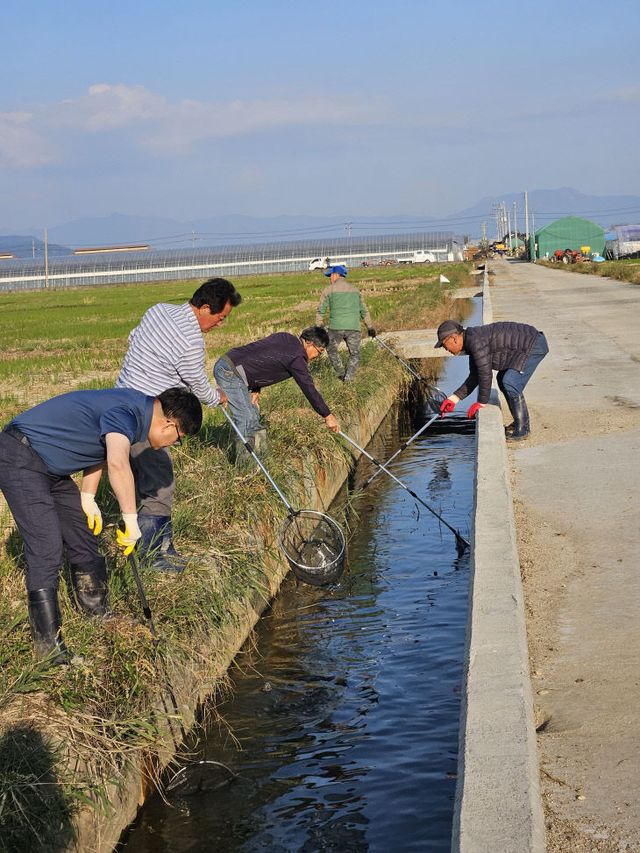 11.28(김해시 왕우렁이 일제 수거기간 운영)1