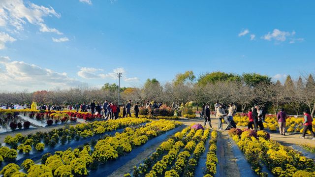 붙임2. 드림파크 국화축제 행사 사진