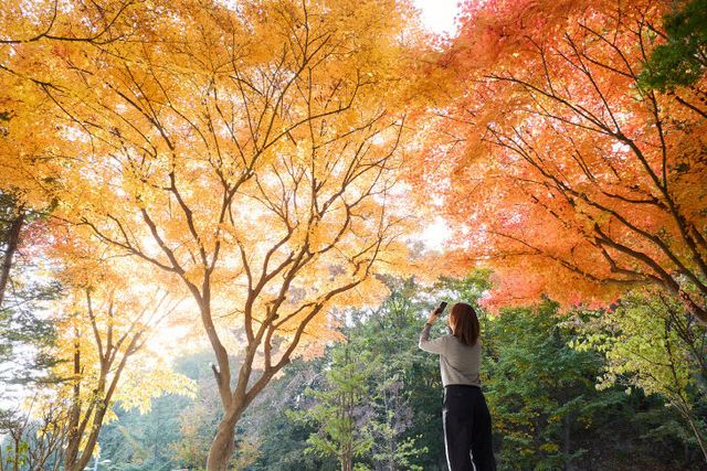 251107_[포토] “가을빛으로 물든 양주시청 단풍길” (2)