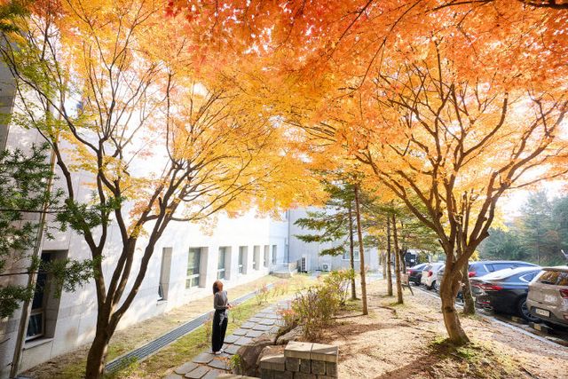 251107_[포토] “가을빛으로 물든 양주시청 단풍길”