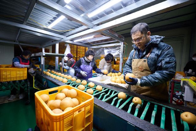 [포토] “대만으로 향하는 양주 농산물, 분주한 선별 현장”