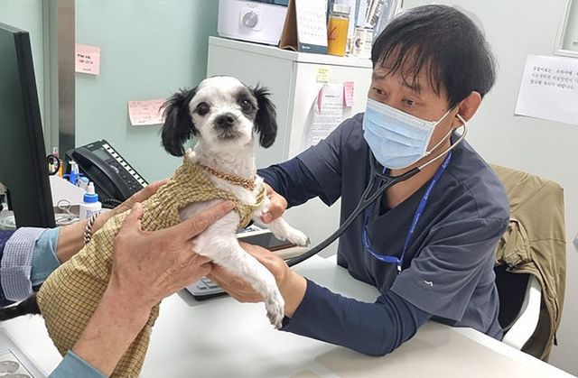 농업기술센터-성남시립동물병원에서 진료 중인 수의사
