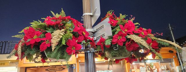 경주시 겨울꽃 식재로 도심 가로환경 새단장