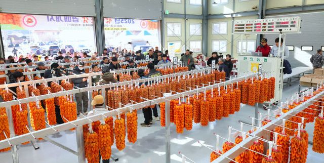 명품 함양곶감 초매식