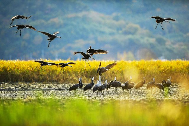 사본 -1 순천만습지를 찾는 흑두루미들