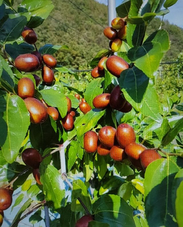 KakaoTalk_20250210_085442256