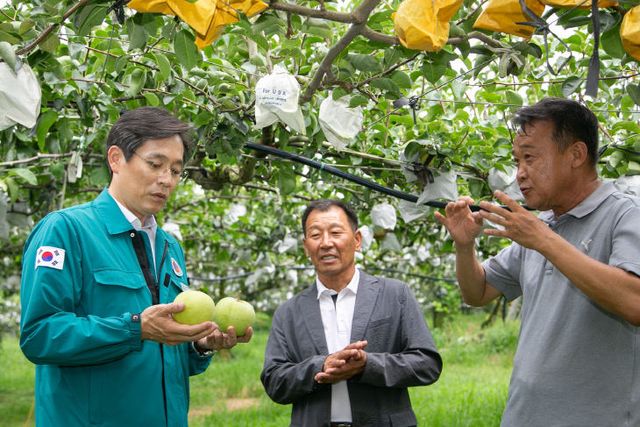 0903 우승희 영암군수 배 수확농가 방문2 (1)