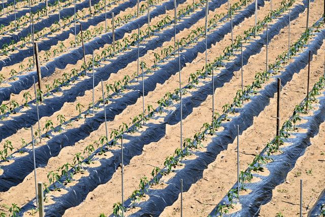 생분해 멀칭필름 지원사업 확대추진]) (2)