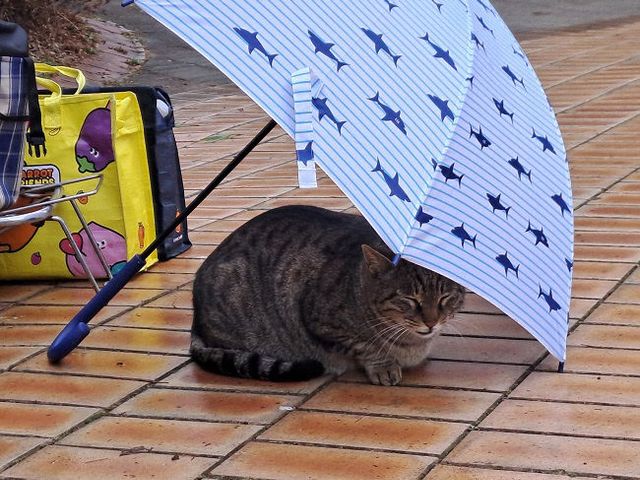 경기도, 길고양이 서식현황 조사 보조사업자 모집 실시경기도가