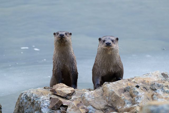 250214 수달보호 업무협약 체결(달천강변 수달)2