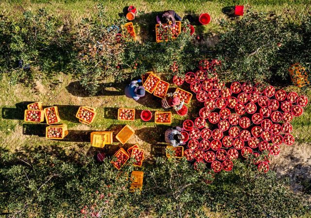 와 오미자 재배면적 확대에 집중-사과)