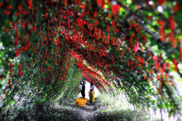 확대에 집중-오미자)