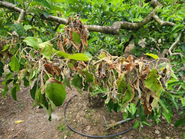 과수화상병 사진 (1)