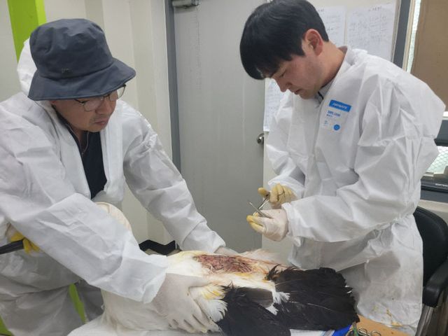 2.황새 질병 치료 중인 김정호 수의사(오른쪽)