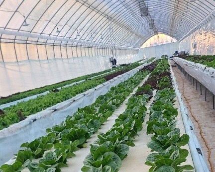 비닐하우스 지원사업’ 첫 결실