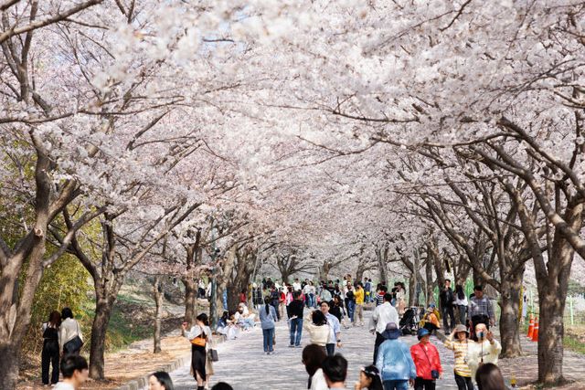 고창벚꽃축제2(자료사진)