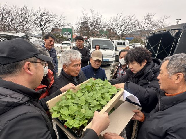 사본 -(사진2)조직배양묘 배부1