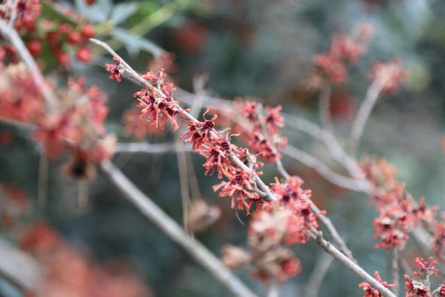 3. 1월 31일 천리포수목원에 풍년화가 피어있다.