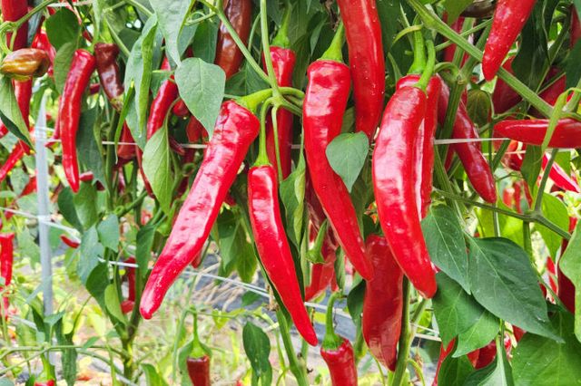 고추건조기·세척기 지원 추진]) (1)