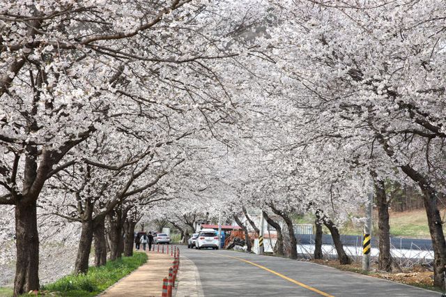 -128A4728 - 2024.04.06. 대차리 서면마을 벚꽃길