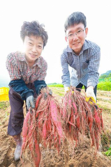 산청 밤고구마 수확 (2)