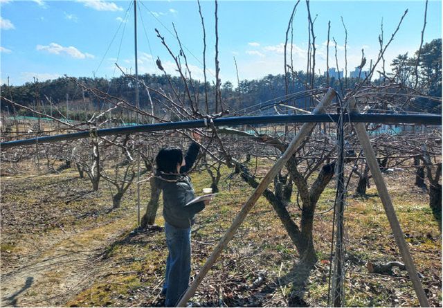 2-1.기장군농업기술센터 관계자가 고 있다