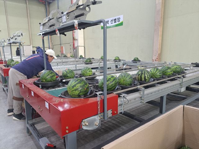 토요애유통 수박 첫 출하