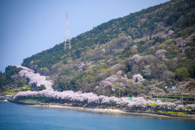 설천면 왕지벚꽃길