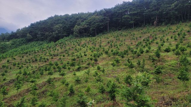 산청군 2025년 조림사업 본격 시행